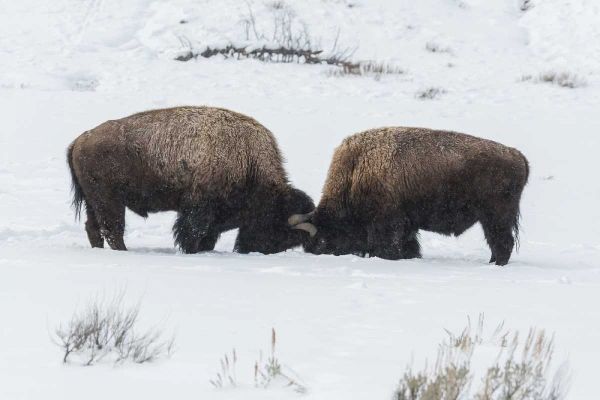USA, Wyoming, Yellowstone NP Bison sparring